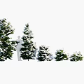 Snow Covered Trees In Different Sizes Arranged Along A White Background 3d model