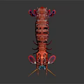 Vibrant Red Shrimp With Detailed Texture And Long Antennae On Dark Background
