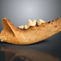 Highly Detailed Game Movie Character Skeleton Jawbone Featuring Sharp Teeth Structure