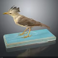 Taxidermy Bird With Crested Head And Light Brown Feathers Standing On Blue Base