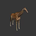 Majestic Tall Spotted Giraffe With Long Neck In Natural Outdoor Grassland