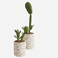 Living Plant Wall With Cactus Plants In Speckled Decorative Pots For Home Interior