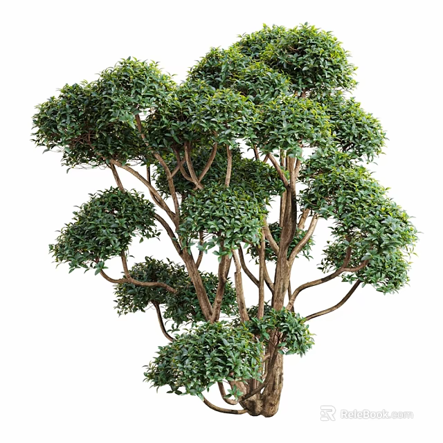 Elegant Indoor Decorative Tree With Multiple Trunks And Lush Green Foliage 3d model 