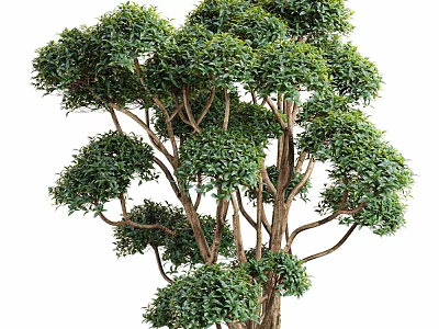 Elegant Indoor Decorative Tree With Multiple Trunks And Lush Green Foliage 3d model