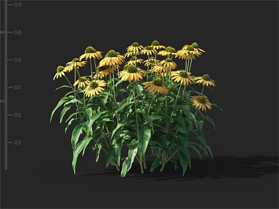 Blooming Yellow Coneflowers with Lush Green Leaves in Natural Garden Setting 3d model