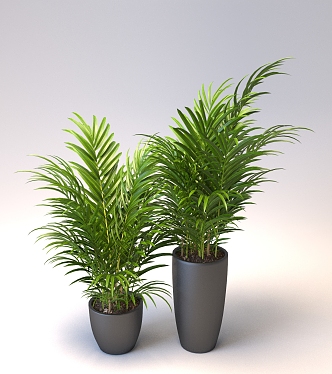 Modern Potted Plant Indoor Potted Plant 3d model