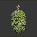 Fresh Green Scaly Exotic Fruit With Brown Top And Textured Surface