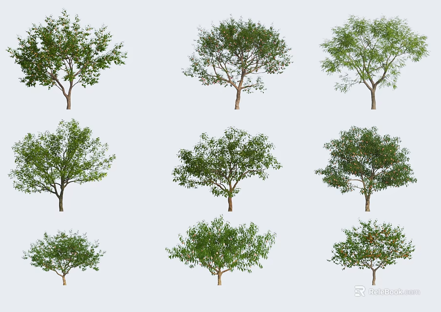 Different Arbor Types With Various Tree Shapes Isolated on White Background 3d model