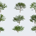 Different Arbor Types With Various Tree Shapes Isolated on White Background 3d model