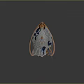 Medieval Shield Ancient Shield Defensive Weapon Ancient Shield Iron Shield Protective Shield Wooden Shield 3d model