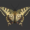Vibrant Yellow Black Butterfly with Intricate Wing Patterns on Dark Background and Reflection 3d model
