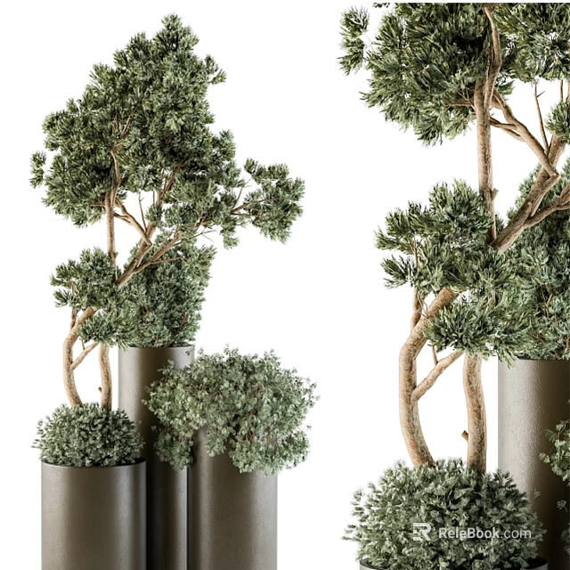 Modern Bonsai Plants With Slender Trunks And Lush Green Foliage In Metal Planters 3d model 