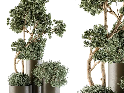 Modern Bonsai Plants With Slender Trunks And Lush Green Foliage In Metal Planters 3d model