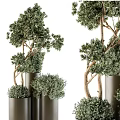 Modern Bonsai Plants With Slender Trunks And Lush Green Foliage In Metal Planters