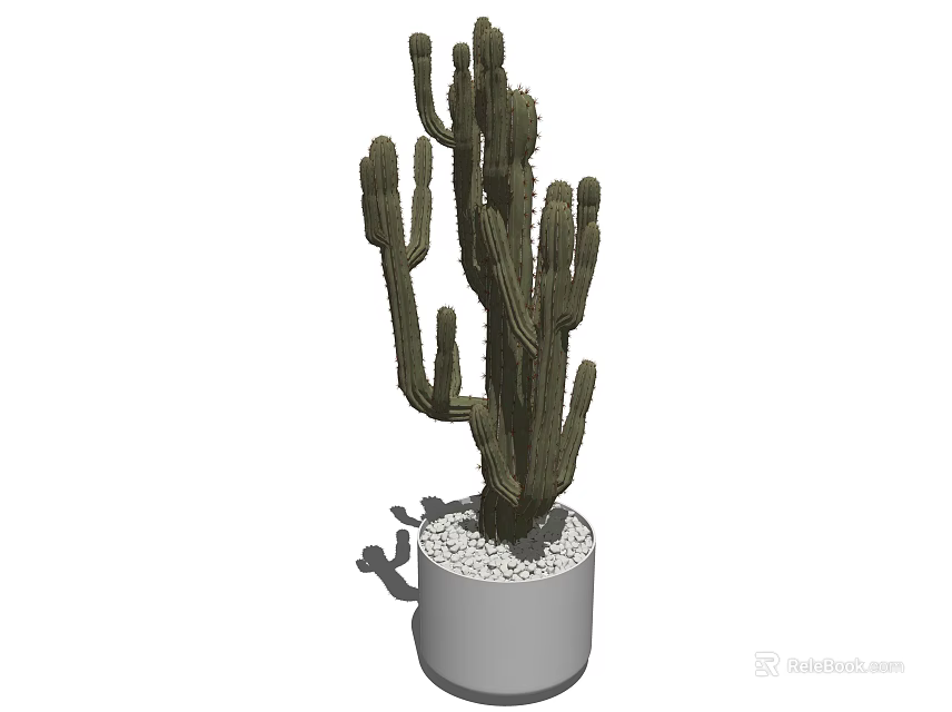 Bonsai Potted Cactus Plant In White Pot With Small Pebbles Decoration 3d model 