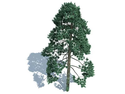 modern spruce 3d model modern spruce 3d model