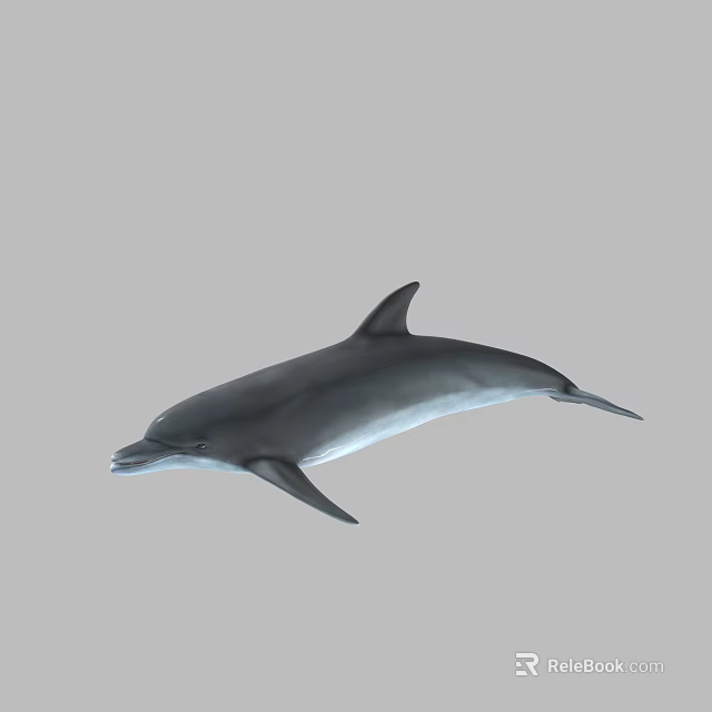 Aquatic Dolphin Marine Animal With Sleek Gray Body Streamlined Shape And Graceful Swimming Posture 3d model 
