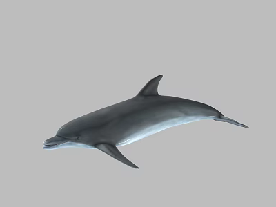 Aquatic Dolphin Marine Animal With Sleek Gray Body Streamlined Shape And Graceful Swimming Posture 3d model