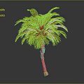 Tall Green Palm Tree With Brown Trunk And Lush Foliage In Studio Setting