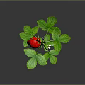 Vibrant Green Leafy Plant With Red Flower Growing In Pink Gravel