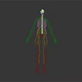 Anatomical Human Organ And Hair Structure Detailed 3D Medical Model