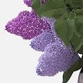 Transparent Vase With Purple And White Lilac Flowers And Green Leaves
