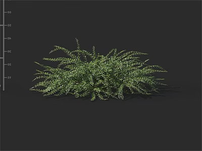 Lush Green Shrub with Dense Foliage and Natural Growth Pattern in Garden 3d model