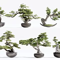 Artistic Bonsai Trees With Various Shapes And Green Foliage In Decorative Pots