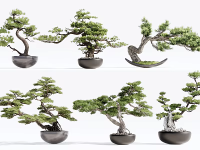 Artistic Bonsai Trees With Various Shapes And Green Foliage In Decorative Pots 3d model