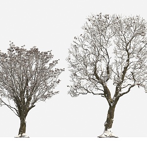 tree big tree plant winter tree snow tree 3d model