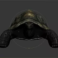 Realistic Detailed Dark Colored Turtle With Patterned Shell On Gray Background