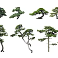 Various Ornamental Arbor Trees Featuring Unique Shapes And Diverse Silhouettes