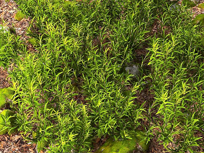 Lush Green Bonsai Potted Plants With Moss Covered Stones And Fallen Leaves 3d model
