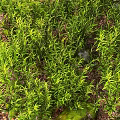 Lush Green Bonsai Potted Plants With Moss Covered Stones And Fallen Leaves