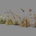 Various Ornamental Grasses with White Plumes and Brown Foliage for Landscaping