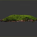 Vibrant Green Moss Plant Thriving on Natural Substrate with Dark Background