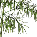 Bamboo 3d model