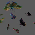 Pteris 3d model