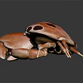 Detailed Orange Crab With Dark Brown Spots And Large Claws On Dark Background With Reflection