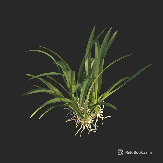 Fresh Herb Plant With Green Long Leaves And White Roots Against Black Background 3d model 