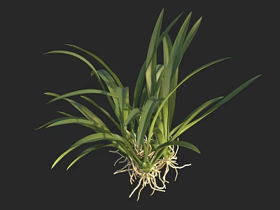 Fresh Herb Plant With Green Long Leaves And White Roots Against Black Background 3d model
