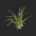 Fresh Herb Plant With Green Long Leaves And White Roots Against Black Background