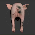 Adorable Pink Pig With Black Spots Standing On Shiny Surface With Gentle Expression