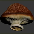 Mushroom Organ Like Structure With Hair Like Texture On Red Orange Cap And White Stem