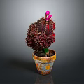 Vibrant Red Leaf Cactus Plant With Pink Flowers In Colorful Terracotta Pot