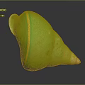 Green Conch Shell Organ Structure With Yellow Stripes And Hairy Texture