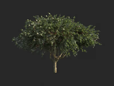 Lush Green Arbor with Dense Foliage and Strong Trunk Natural Growth 3d model
