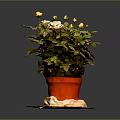 Yellow Flowering Potted Plant With Green Leaves In Red Pot On Yellow Mat