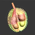 Ripe Durian Cut Open On Dark Background Showing Yellow Flesh And Spiky Outer Shell