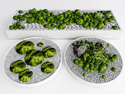 Decorative Green Plants And Moss In White Container With Round Trays And Stones 3d model
